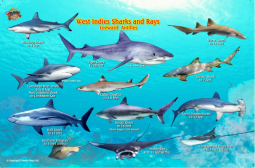 Fish Card, West Indies Sharks & Ray (sale)