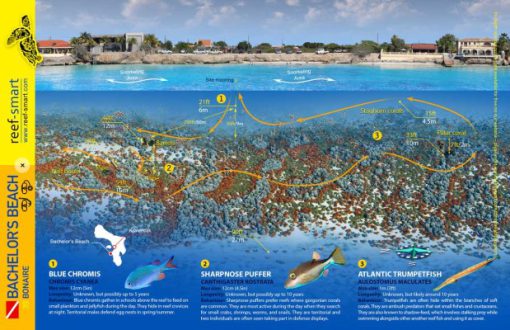 Bachelor Beach underwater map