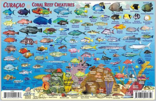 Fish ID Chart 40x26 inch (100x65cm)